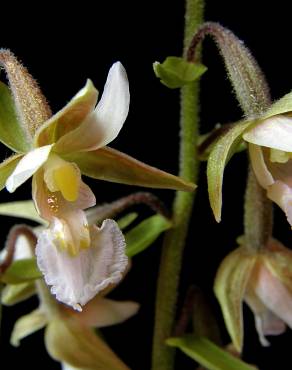 Fotografia 8 da espécie Epipactis palustris no Jardim Botânico UTAD