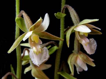 Fotografia da espécie Epipactis palustris