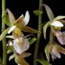 Fotografia 8 da espécie Epipactis palustris do Jardim Botânico UTAD