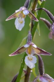 Fotografia da espécie Epipactis palustris