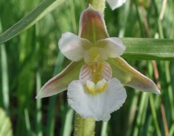 Fotografia da espécie Epipactis palustris