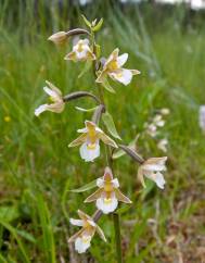 Epipactis palustris