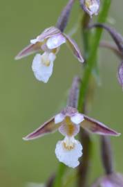 Fotografia da espécie Epipactis palustris