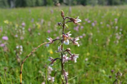 Fotografia da espécie Epipactis palustris