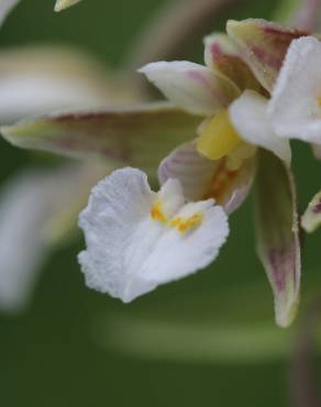 Fotografia 14 da espécie Epipactis palustris no Jardim Botânico UTAD