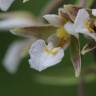 Fotografia 14 da espécie Epipactis palustris do Jardim Botânico UTAD