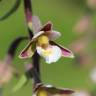 Fotografia 15 da espécie Epipactis palustris do Jardim Botânico UTAD