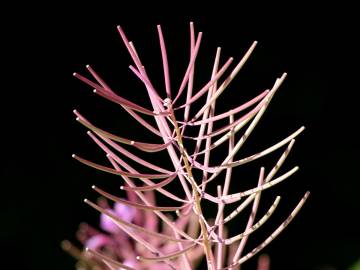 Fotografia da espécie Epilobium angustifolium