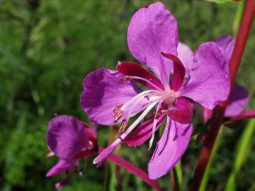 Fotografia da espécie Epilobium angustifolium