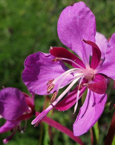 Fotografia de capa Epilobium angustifolium - do Jardim Botânico