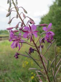 Fotografia da espécie Epilobium angustifolium