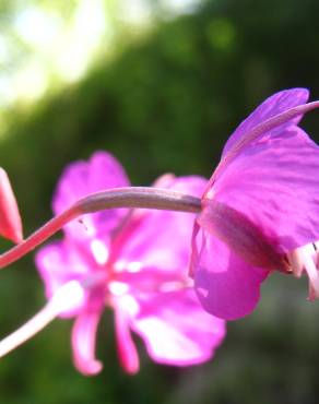 Fotografia 4 da espécie Epilobium angustifolium no Jardim Botânico UTAD