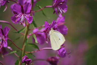 Fotografia da espécie Epilobium angustifolium