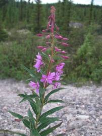 Fotografia da espécie Epilobium angustifolium