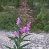 Fotografia 7 da espécie Epilobium angustifolium do Jardim Botânico UTAD