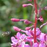 Fotografia 9 da espécie Epilobium angustifolium do Jardim Botânico UTAD