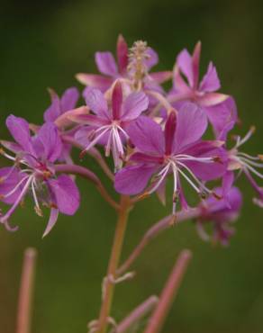 Fotografia 10 da espécie Epilobium angustifolium no Jardim Botânico UTAD