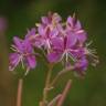 Fotografia 10 da espécie Epilobium angustifolium do Jardim Botânico UTAD