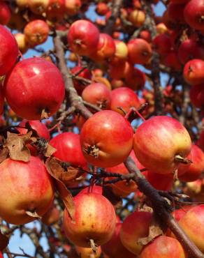 Fotografia 1 da espécie Malus domestica no Jardim Botânico UTAD