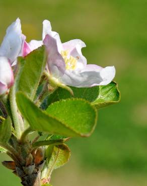 Fotografia 5 da espécie Malus domestica no Jardim Botânico UTAD