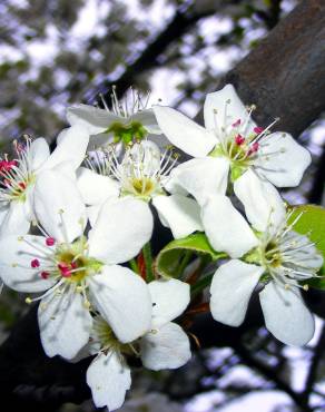 Fotografia 6 da espécie Malus domestica no Jardim Botânico UTAD