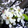 Fotografia 6 da espécie Malus domestica do Jardim Botânico UTAD