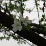 Fotografia 9 da espécie Malus domestica do Jardim Botânico UTAD