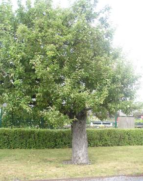 Fotografia 10 da espécie Malus domestica no Jardim Botânico UTAD