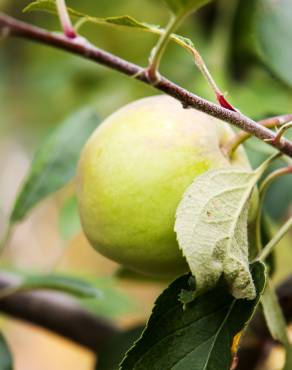 Fotografia 13 da espécie Malus domestica no Jardim Botânico UTAD