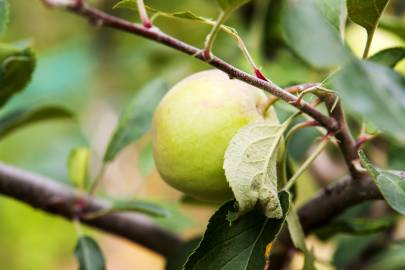 Fotografia da espécie Malus domestica