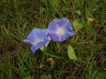 Fotografia da espécie Ipomoea indica