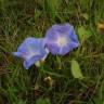 Fotografia 4 da espécie Ipomoea indica do Jardim Botânico UTAD