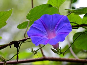 Fotografia da espécie Ipomoea indica