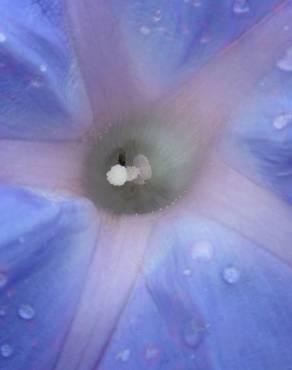 Fotografia 6 da espécie Ipomoea indica no Jardim Botânico UTAD