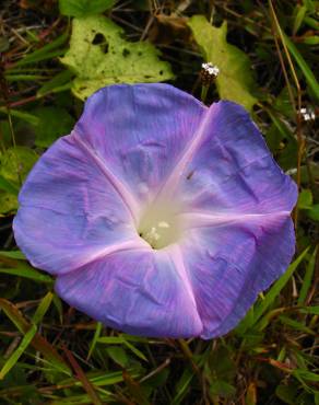 Fotografia 7 da espécie Ipomoea indica no Jardim Botânico UTAD