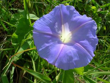 Fotografia da espécie Ipomoea indica