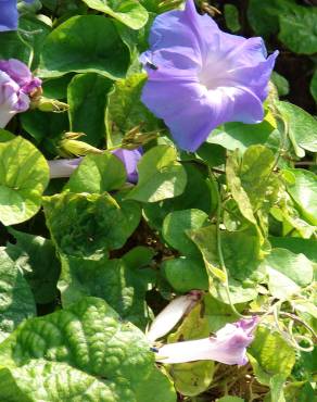 Fotografia 9 da espécie Ipomoea indica no Jardim Botânico UTAD