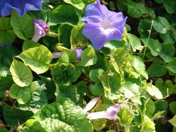 Fotografia da espécie Ipomoea indica