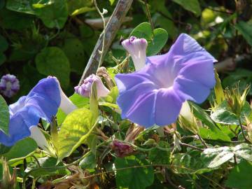 Fotografia da espécie Ipomoea indica