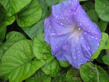 Fotografia da espécie Ipomoea indica