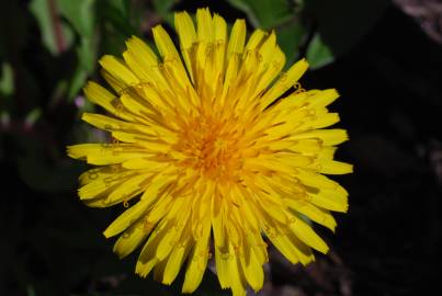 Fotografia da espécie Hieracium umbellatum