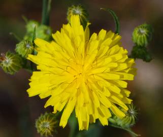 Fotografia da espécie Hieracium umbellatum