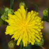 Fotografia 4 da espécie Hieracium umbellatum do Jardim Botânico UTAD