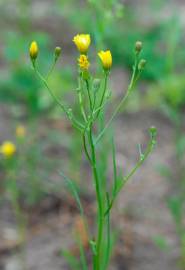 Fotografia da espécie Hieracium umbellatum