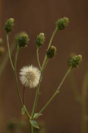 Fotografia da espécie Hieracium umbellatum