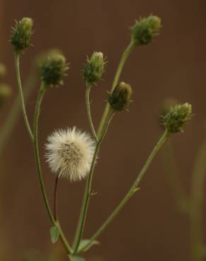 Fotografia 6 da espécie Hieracium umbellatum no Jardim Botânico UTAD