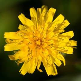 Fotografia da espécie Hieracium umbellatum