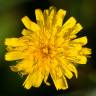 Fotografia 7 da espécie Hieracium umbellatum do Jardim Botânico UTAD