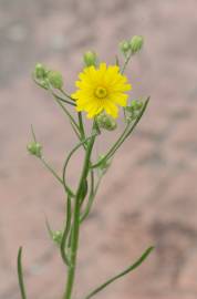 Fotografia da espécie Hieracium umbellatum