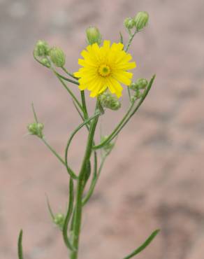 Fotografia 8 da espécie Hieracium umbellatum no Jardim Botânico UTAD